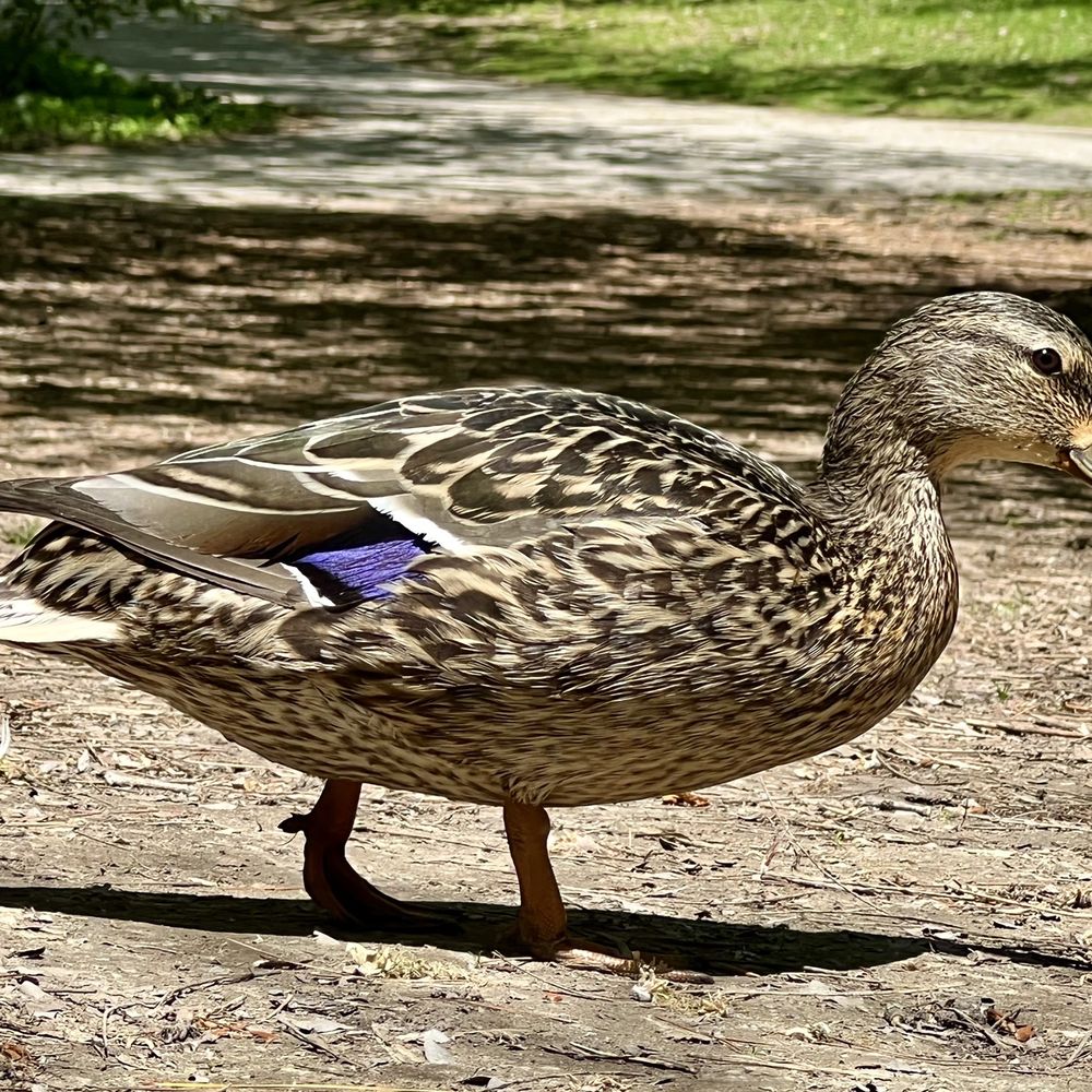 Mill Pond Park - Ducky Ducky - Parks Near Me - Richmond Hill, Ontario Mill Pond Park - Ducky Ducky - Parks Near Me - Richmond Hill, Ontario
