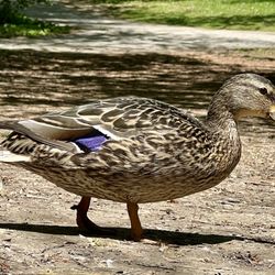 Mill Pond Park - Ducky Ducky