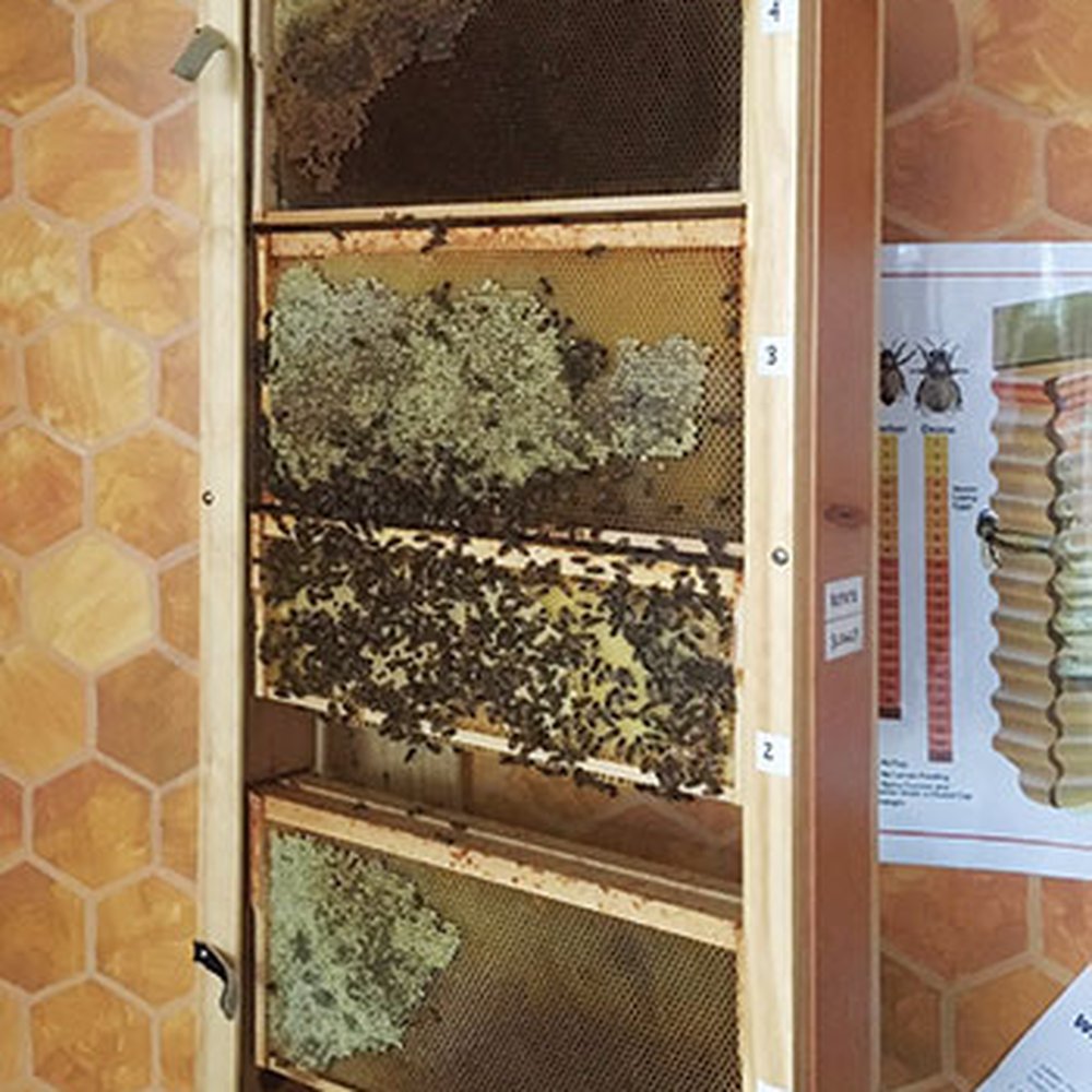 Niskayuna Central School District - I recommend Niskayuna High School's media center.  Has a cool observation  bee hive. - Middle Schools & High Schools Near Me - Niskayuna, New York