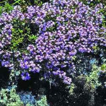 Outsidepride - Photo from the Outsidepride website. - Nurseries & Gardening Near Me - Independence, Oregon