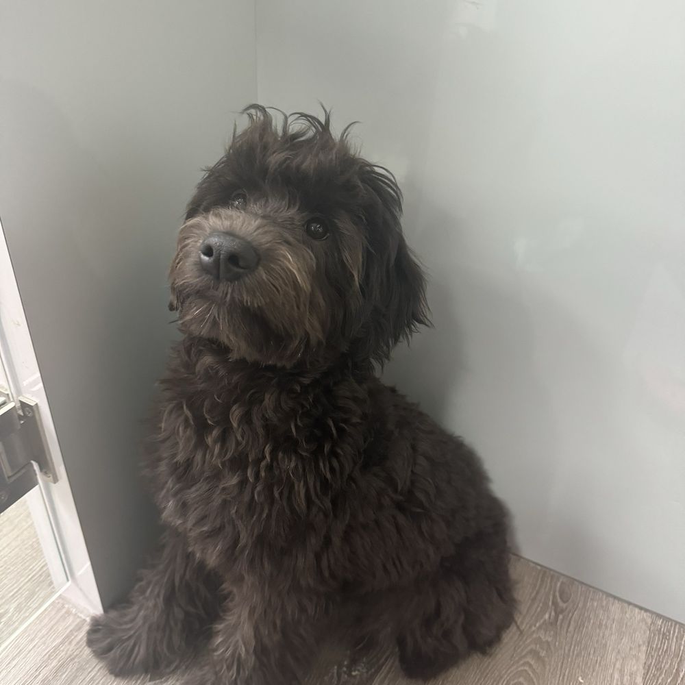 Pet Fair - My first time meeting Teddy! - Pet Stores Near Me - Spring, Texas