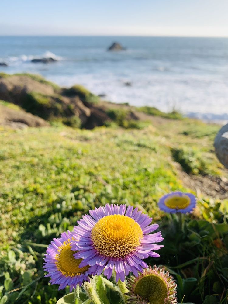 San Simeon State Beach Logo