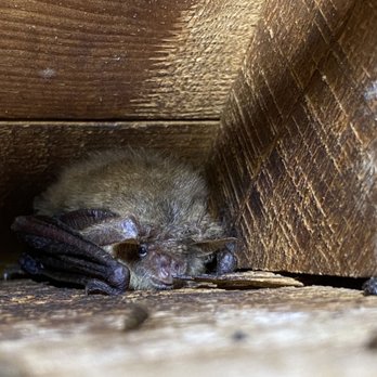 Elite Wildlife Trappers - Wildlife Control Near Me Elite Wildlife Trappers - Wildlife Control Near Me