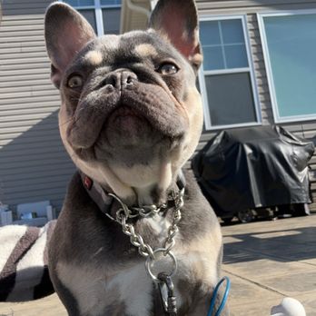 K&K Pet Sitting - Pet Sitting Near Me K&K Pet Sitting - Pet Sitting Near Me