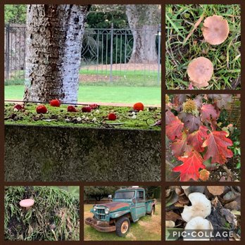 Filoli - It looks like Fall has just arrived, but signs of Spring can be found already, if you take a closer look. Jan 2020 - Botanical Gardens Near Me - Woodside, California Filoli - It looks like Fall has just arrived, but signs of Spring can be found already, if you take a closer look. Jan 2020 - Botanical Gardens Near Me - Woodside, California