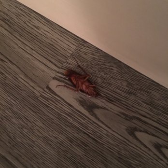 Talavera Apartments - Day 4 of my stay, I found this piece of shit crawling UNDER MY BABY's CRIB!!!! - Apartments Near Me - Reseda, California Talavera Apartments - Day 4 of my stay, I found this piece of shit crawling UNDER MY BABY's CRIB!!!! - Apartments Near Me - Reseda, California