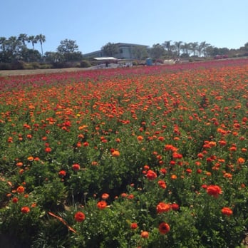 The Flower Fields - Venues & Event Spaces Near Me - Carlsbad, California The Flower Fields - Venues & Event Spaces Near Me - Carlsbad, California