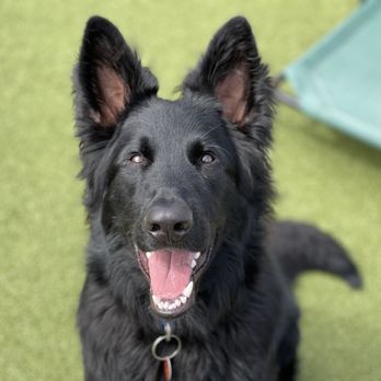 Obedient Paws - Pet Training Near Me - Virginia Beach, Virginia Obedient Paws - Pet Training Near Me - Virginia Beach, Virginia