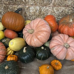 Seasonal Adventures Pumpkin Patch And Christmas Trees