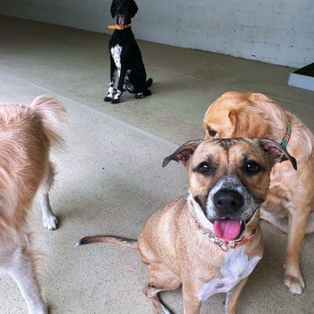 Wags 'n' Wings Hawaii - Pet Boarding Near Me - Aiea, Hawaii Wags 'n' Wings Hawaii - Pet Boarding Near Me - Aiea, Hawaii