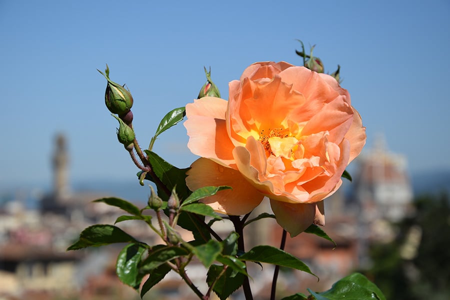 Giardino delle Rose