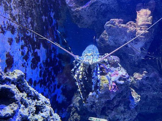 Okinawa Churaumi Aquarium by null