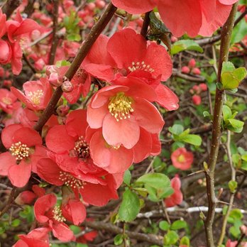 Power Station Pub - Beautiful flowers in bloom outside. - New American Near Me - Troutdale, Oregon