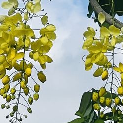 Indian Trace Park - Cassia tree.