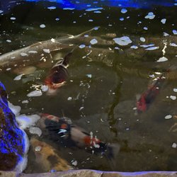 Asia Palast - Koi-Karpfen im Restaurant