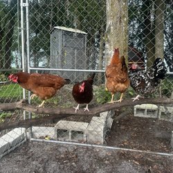 Hens on the roost and clean portable restroom tucked in the background.