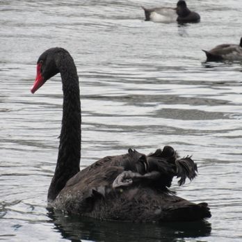Lake Eola Park - Australian black swan - Parks Near Me - Orlando, Florida Lake Eola Park - Australian black swan - Parks Near Me - Orlando, Florida