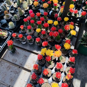 Armstrong Garden Centers - moon cacti - Nurseries & Gardening Near Me - Costa Mesa, California Armstrong Garden Centers - moon cacti - Nurseries & Gardening Near Me - Costa Mesa, California