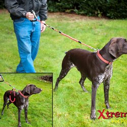 Xtreme Pet Products - Security and Short Lead.