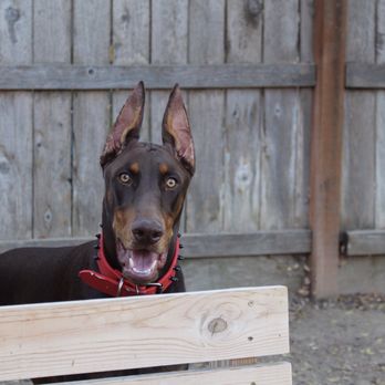petsmart life jacket