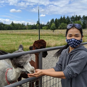 Alpacas at Marquam Hill Ranch - Ranches Near Me - Molalla, Oregon Alpacas at Marquam Hill Ranch - Ranches Near Me - Molalla, Oregon