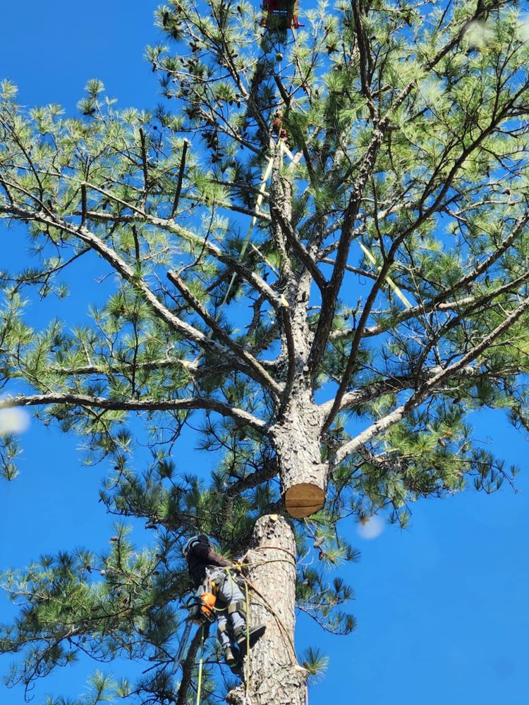 DROP ZONE TREE SERVICE AND LANDSCAPING - Updated July 2026 - 44 Photos ...