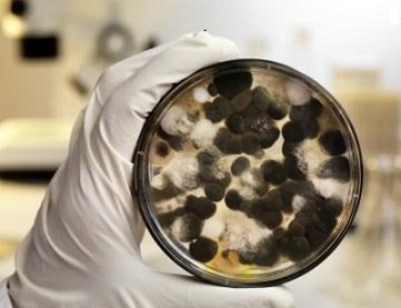 Rain Bowen Environmental - mold inspector in Houston, TX