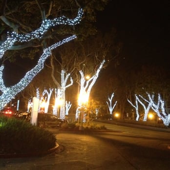 Dana Point Harbor - The trees look cool! - Marinas Near Me - Dana Point, California