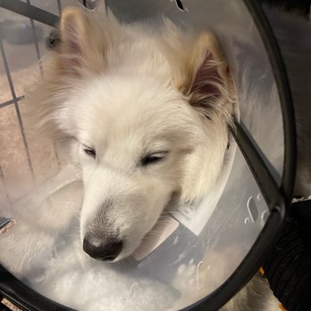 Banfield Pet Hospital - Veterinarians Near Me - Northglenn, Colorado Banfield Pet Hospital - Veterinarians Near Me - Northglenn, Colorado