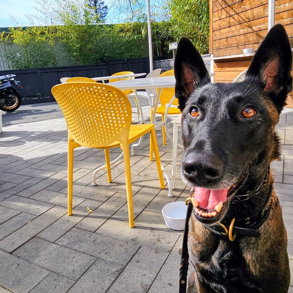 Sonoma Pizza Co. - Per friendly patio. The Malinois love his pizza al fresco style - Pizza Near Me - Forestville, California Sonoma Pizza Co. - Per friendly patio. The Malinois love his pizza al fresco style - Pizza Near Me - Forestville, California