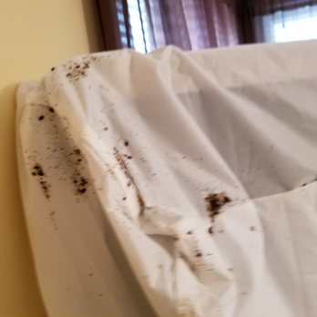 Grove Pest Control - Bedbug evidence in Horsham, Pa. - Pest Control Near Me - Willow Grove, Pennsylvania Grove Pest Control - Bedbug evidence in Horsham, Pa. - Pest Control Near Me - Willow Grove, Pennsylvania