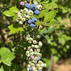 Powder Blueberry Farm
