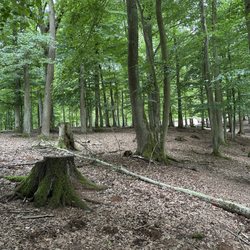 Wildpark Germerode - Woods