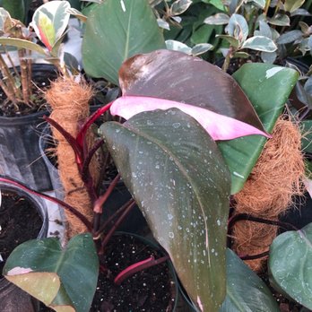 Little Eden Plantscaping - Beautiful pink princess Philodendron that I am hope to purchase from Little Eden one day! - Nurseries & Gardening Near Me - Arvada, Colorado Little Eden Plantscaping - Beautiful pink princess Philodendron that I am hope to purchase from Little Eden one day! - Nurseries & Gardening Near Me - Arvada, Colorado
