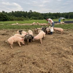 Old Crow Ranch - Pastured pork at Old Crow Ranch