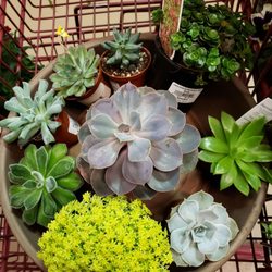 Pike Nurseries