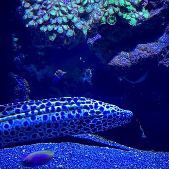 Vancouver Aquarium - Moray eel!! :-o - Aquariums Near Me - Vancouver, British Columbia Vancouver Aquarium - Moray eel!! :-o - Aquariums Near Me - Vancouver, British Columbia