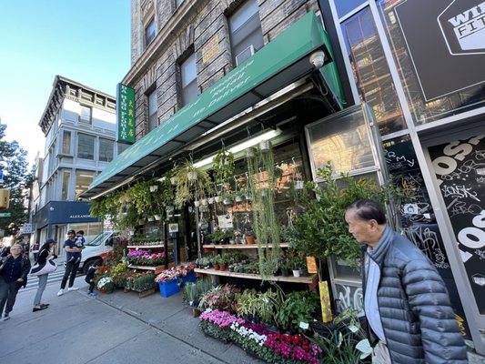 Dahing Plants & Landscaping by null