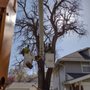 Photo of C&D Construction and Tree Service