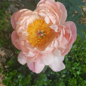 Peony's Envy - Nurseries & Gardening Near Me - Bernardsville, New Jersey Peony's Envy - Nurseries & Gardening Near Me - Bernardsville, New Jersey