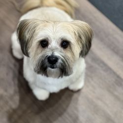 Wild Tails Grooming - Romeo
