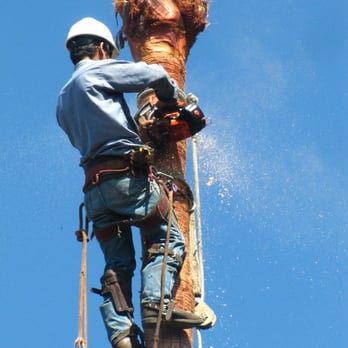 Novoa Tree Service - Palm tree cleaning & removal - Tree Services Near Me Novoa Tree Service - Palm tree cleaning & removal - Tree Services Near Me