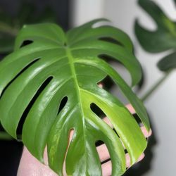 Osuna Nursery - Variegated Monstera