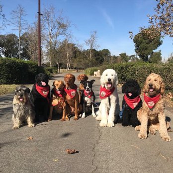 Dog Republic - The whole pack practicing their obedience - Dog Walkers Near Me - Newport Beach, California Dog Republic - The whole pack practicing their obedience - Dog Walkers Near Me - Newport Beach, California