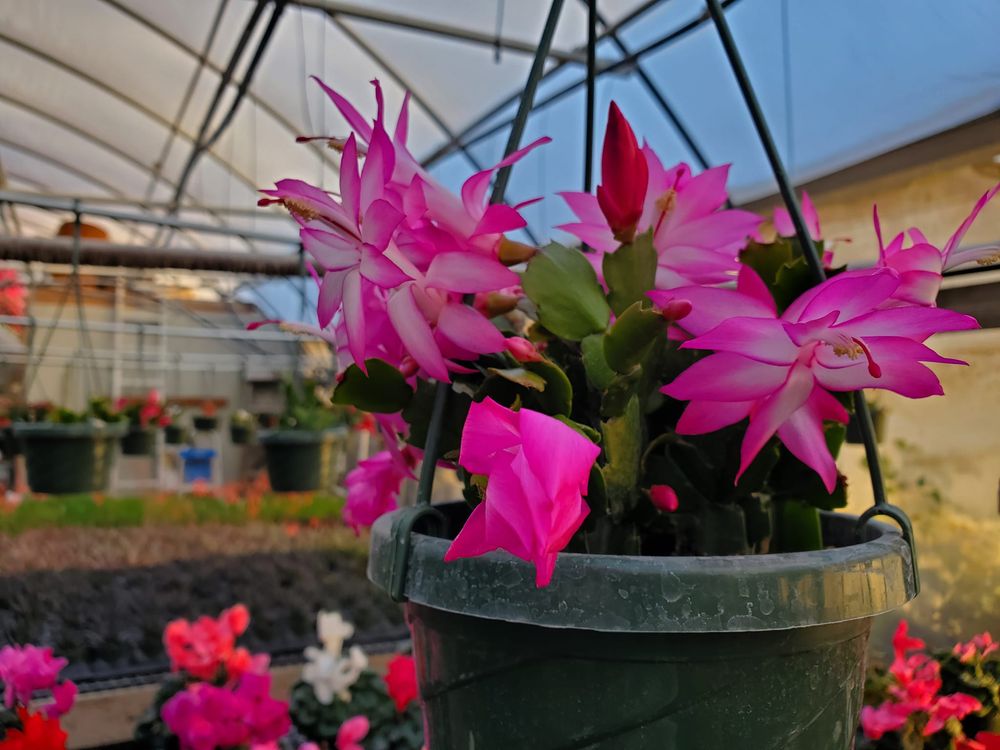 HAINS GREENHOUSES Updated October 2024 34 Photos 1499 County Rd 4500, Coffeyville, Kansas