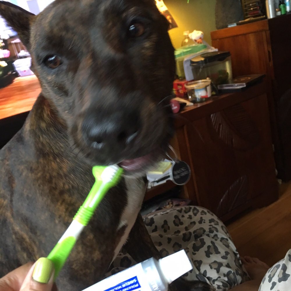 Aloha Paws - Loves her toothbrush! - Pet Stores Near Me - Hilo, Hawaii Aloha Paws - Loves her toothbrush! - Pet Stores Near Me - Hilo, Hawaii