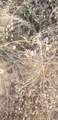 Claremont Hills Wilderness Park by null