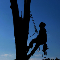 Simi Valley Tree Care - Simi Valley Tree Care