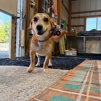 K9 Connect Center - .... - Pet Groomers Near Me - Dwight, Illinois