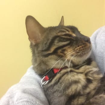 Northgate Pet Clinic - Remington at Northgate Pet Clinic. - Veterinarians Near Me - Decatur, Illinois